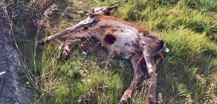 Una colonia de ciervos asilvestrados causa accidentes en las carreteras del Migjorn